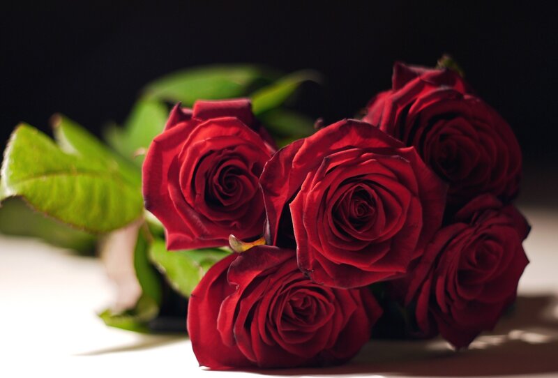 Bunch of Red Roses — Dramatic, Photograph, Green Leaves, Dark Background