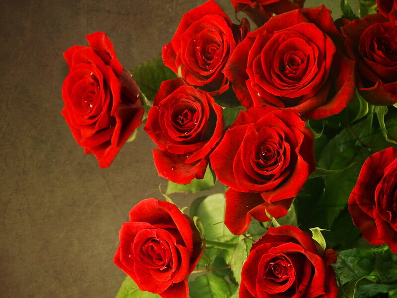 Bunch of Red Roses — Dramatic, Photograph, Green Leaves, Petals