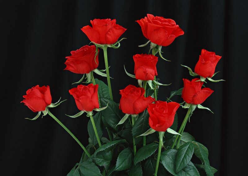 Bunch of Red Roses — Dramatic, Photograph, Green Leaves, Stems