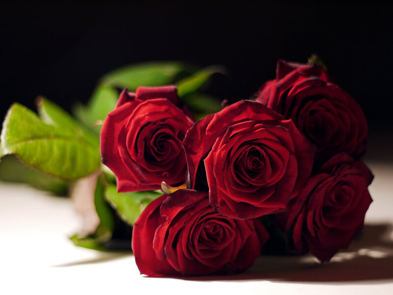 Bunch of Red Roses — Dramatic, Photograph, Green Leaves, White Surface