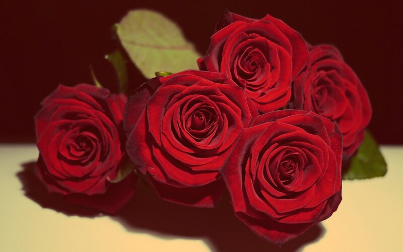 Bunch of Red Roses — Dramatic, Photograph, Leaves, Table