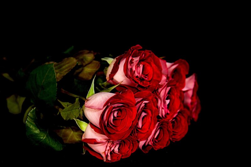 Bunch of Red Roses — Dramatic, Photograph, Leaves