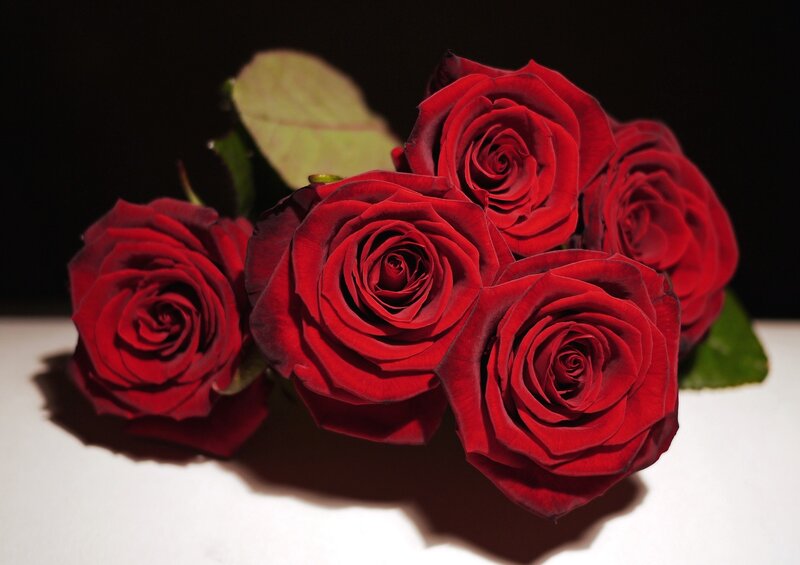 Bunch of Red Roses — Dramatic, Photograph, Leaves, White Surface