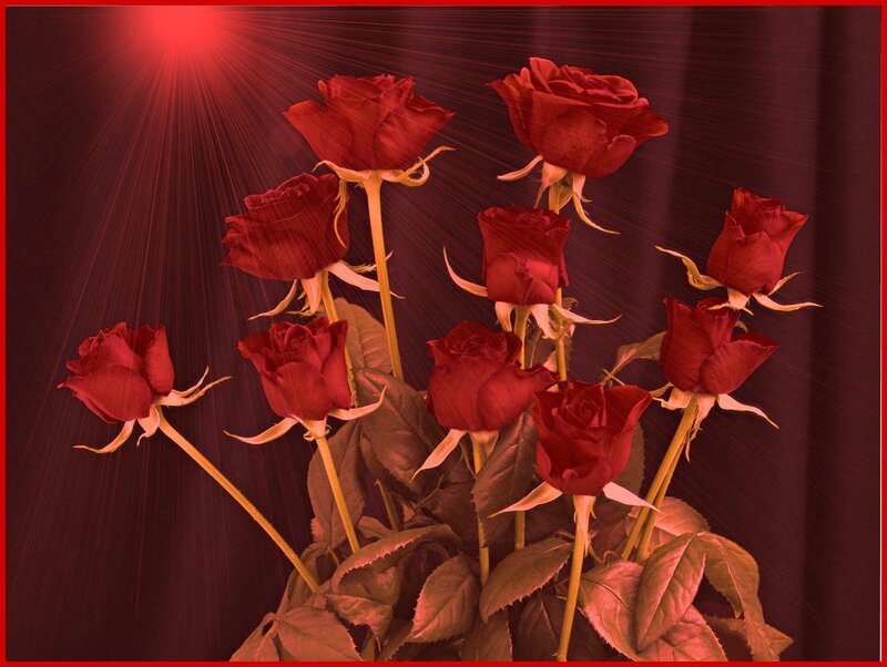 Bunch of Red Roses — Dramatic, Photograph, Light Rays