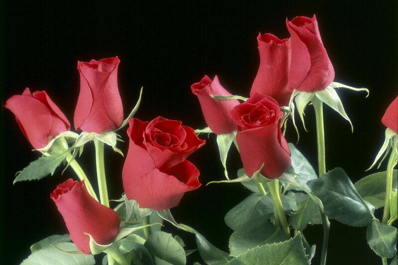 Bunch of Red Roses — Dramatic