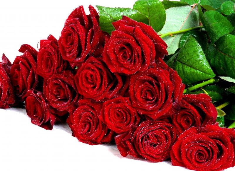 Bunch of Red Roses — Fresh
