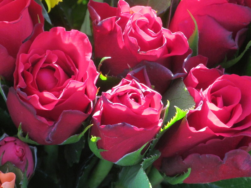 Bunch of Red Roses — Natural