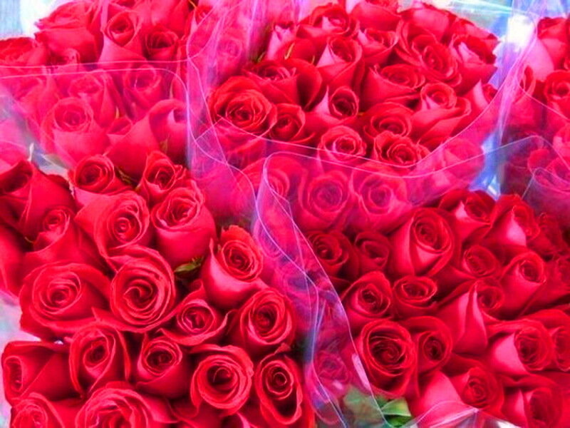 Bunch of Red Roses — Romantic, Photograph