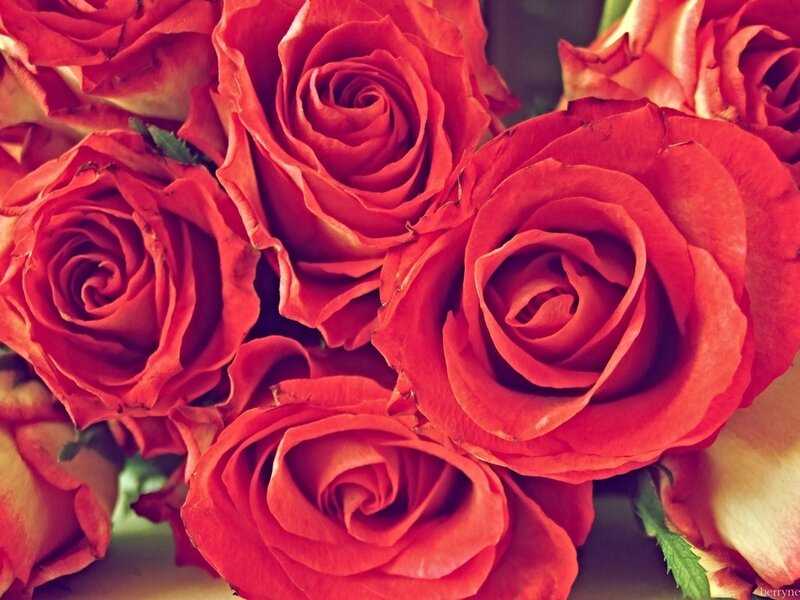 Bunch of Red Roses — Romantic