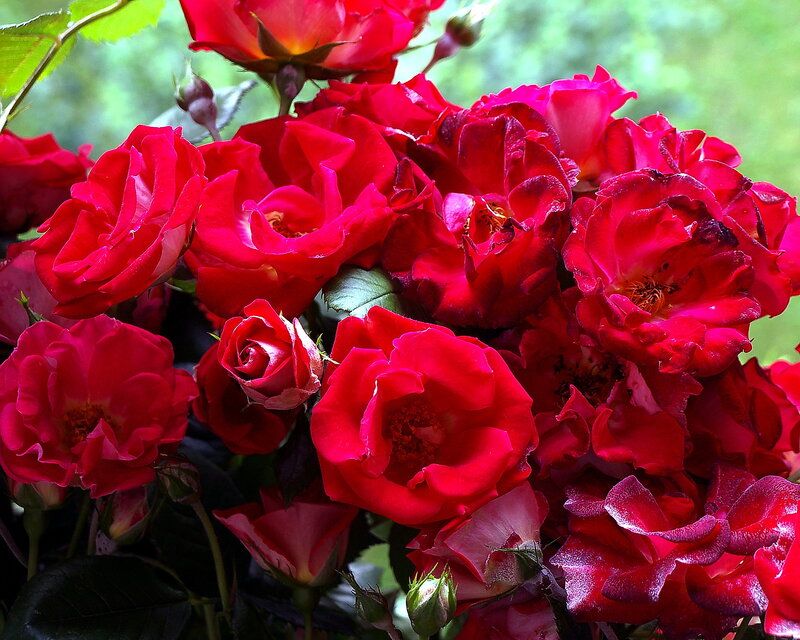 Bunch of Red Roses — Vibrant, Summer