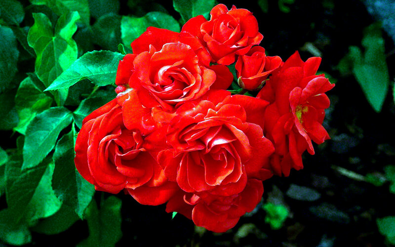 Bunch of Red Roses — Vibrant