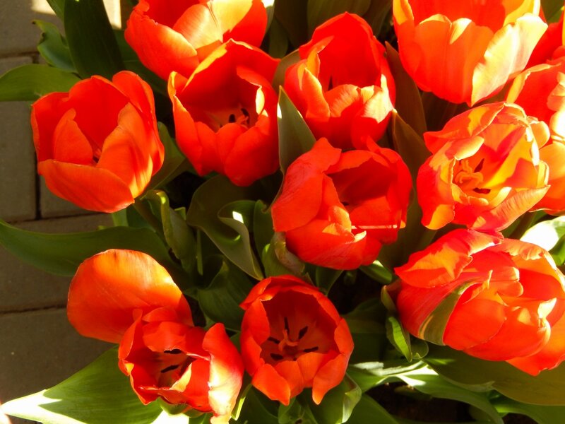 Bunch of Red Tulips — Bright