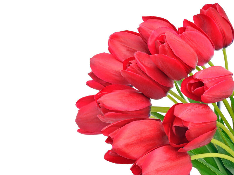 Bunch of Red Tulips — Calm, Photograph, Flowers