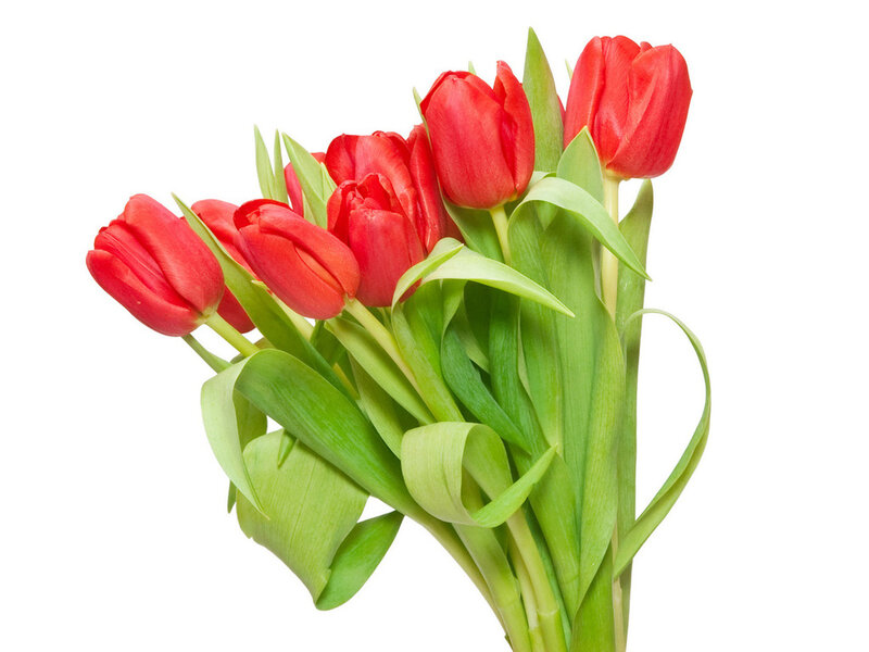 Bunch of Red Tulips — Calm, Photograph, Green Leaves, Flower Stems