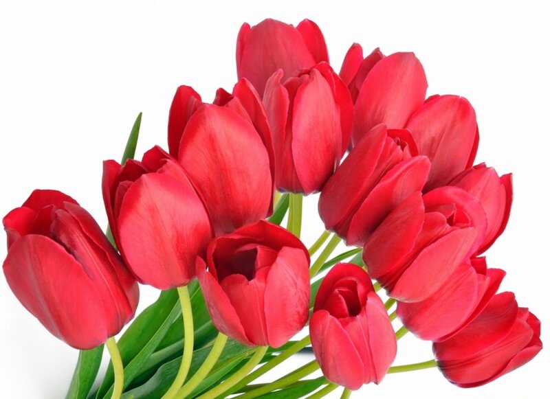 Bunch of Red Tulips — Calm, Photograph, Green Stems