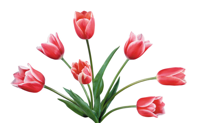 Bunch of Red Tulips — Calm