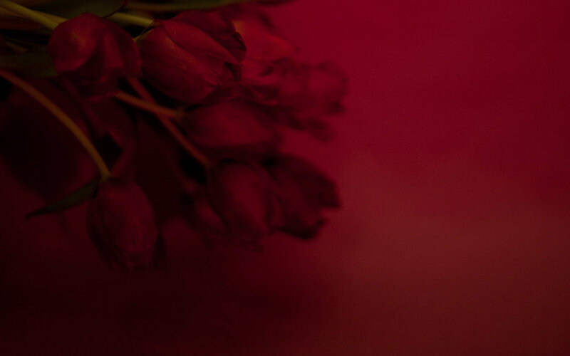 Bunch of Red Tulips — Dark