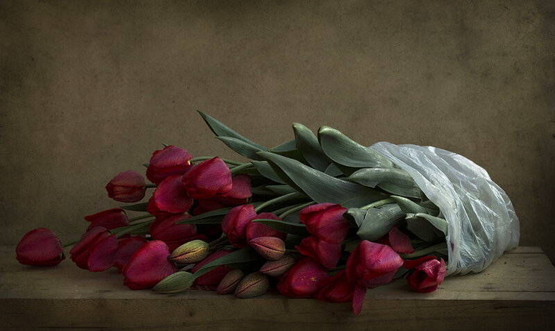 Bunch of Red Tulips — Dramatic