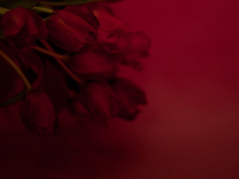 Bunch of Red Tulips — Moody