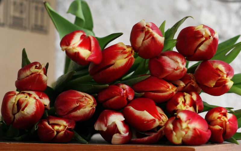 bunch of red tulips