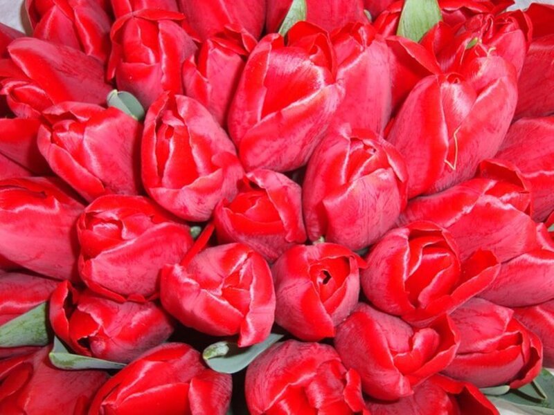 Bunch of Red Tulips — Vibrant
