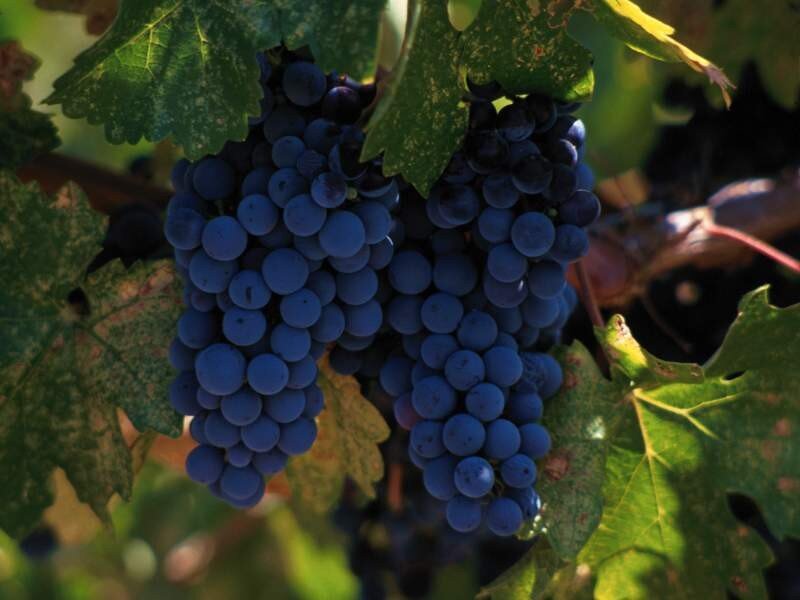 bunch of ripe grapes on vine