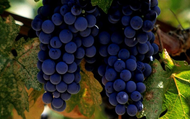 bunch of ripe grapes on vine