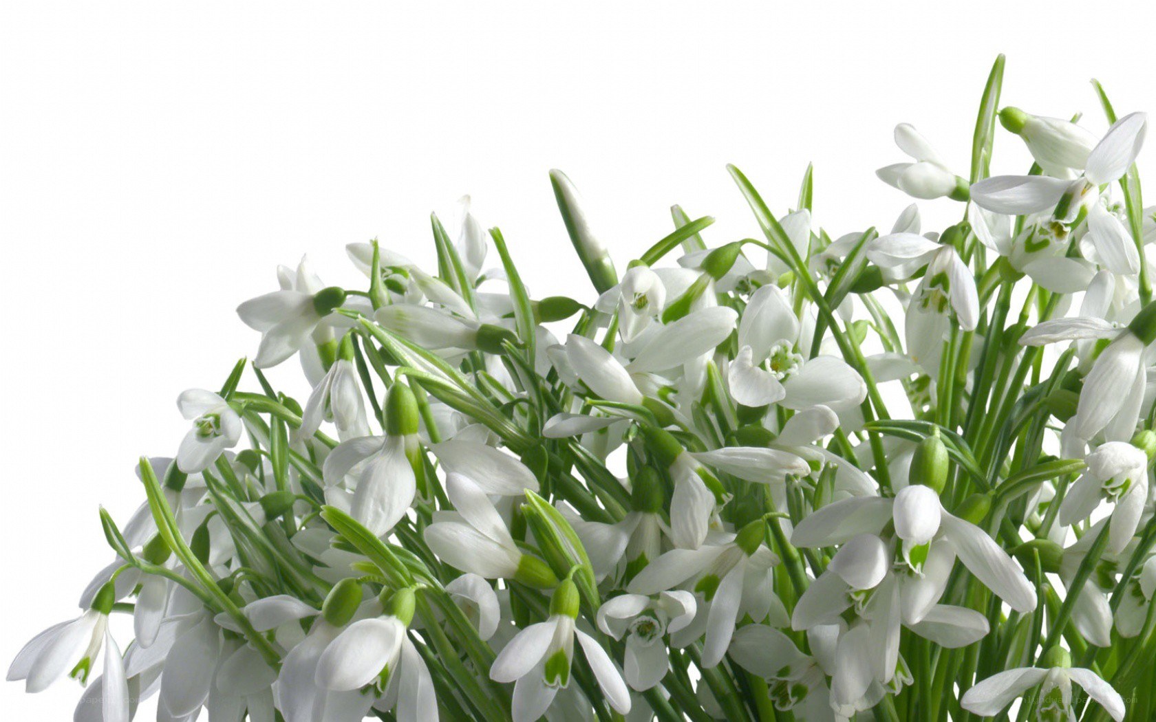 bunch of snowdrop flowers