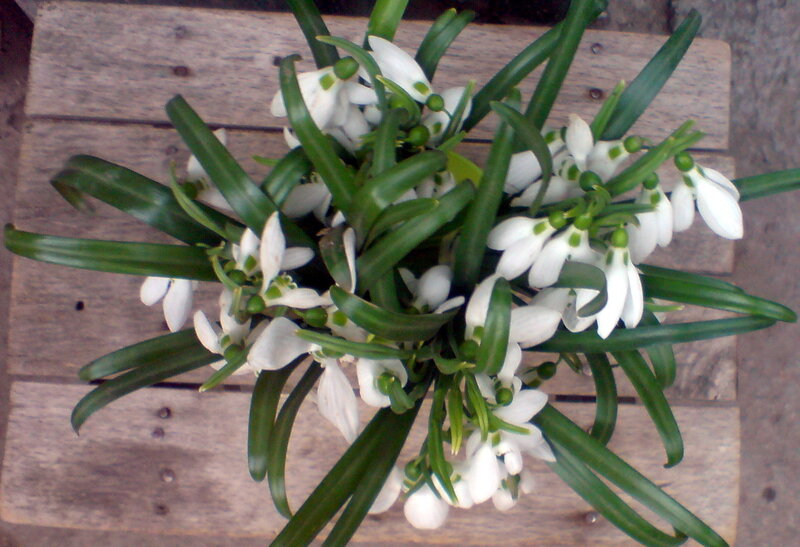 bunch of snowdrops on wood