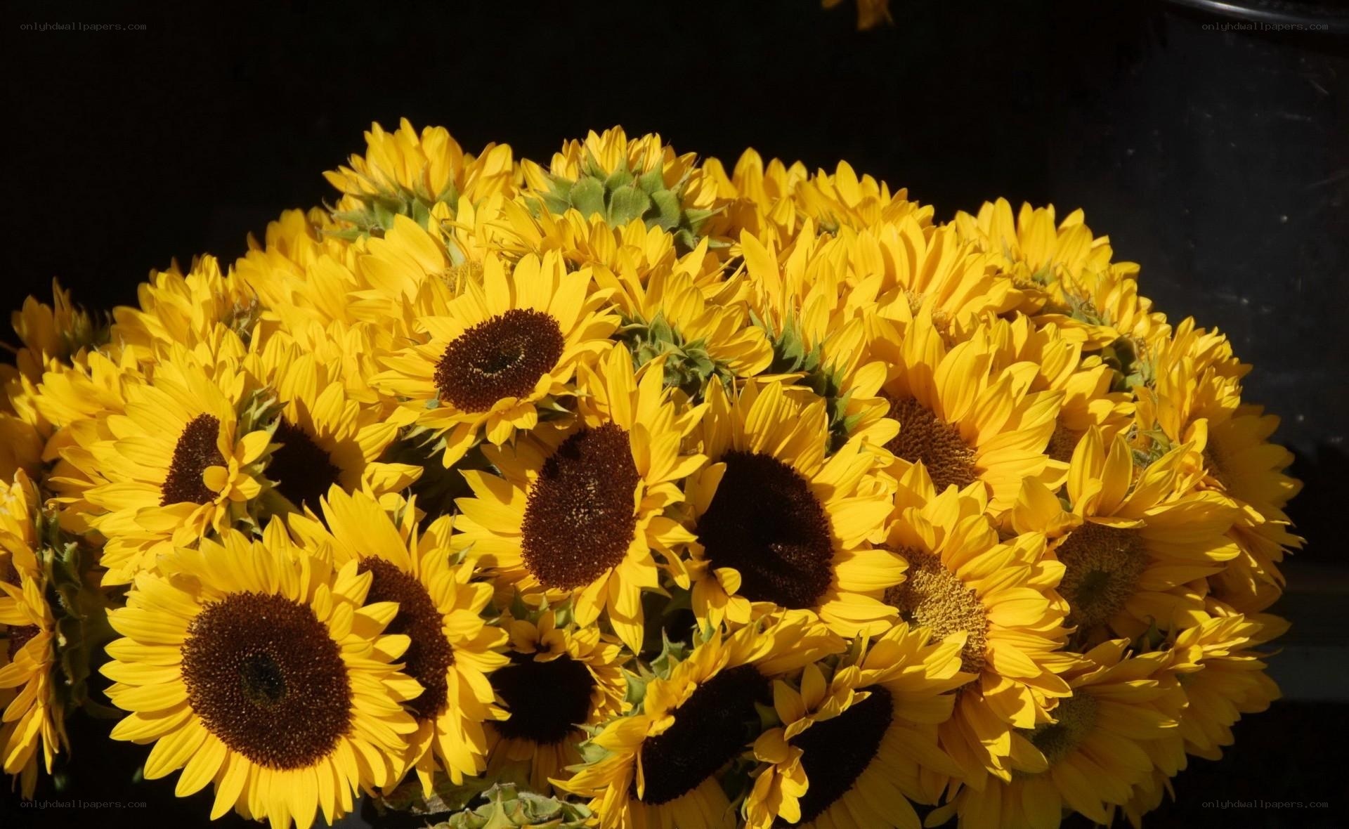 Bunch of sunflowers in sunlight