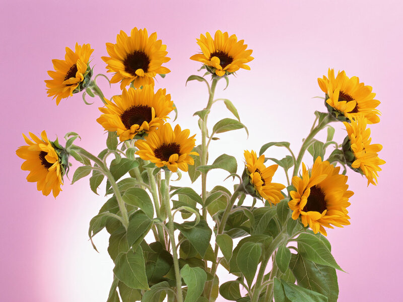 Bunch of Sunflowers