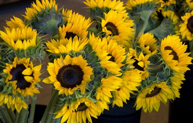 Bunch of Sunflowers — Yellow, Bright, Photograph