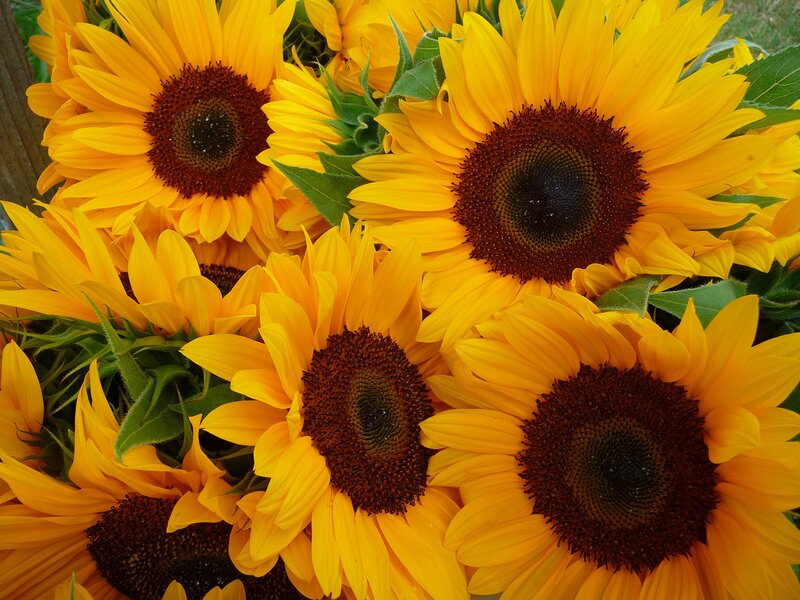 Bunch of Sunflowers — Yellow, Bright, Summer
