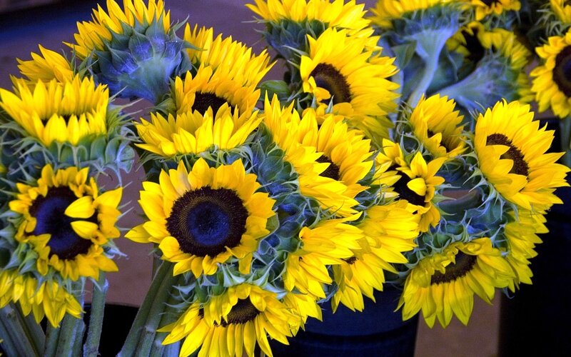 Bunch of Sunflowers — Yellow, Bright