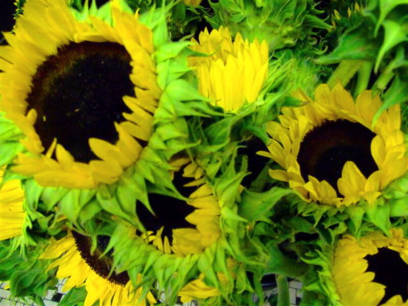 Bunch of Sunflowers — Yellow