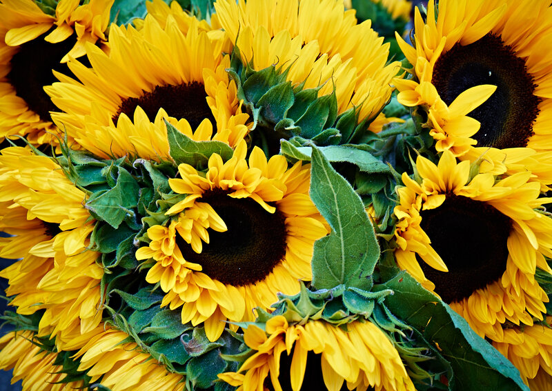 Bunch of Sunflowers — Yellow, Vibrant