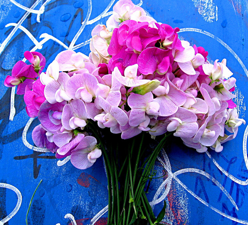 Bunch of sweet peas on blue background