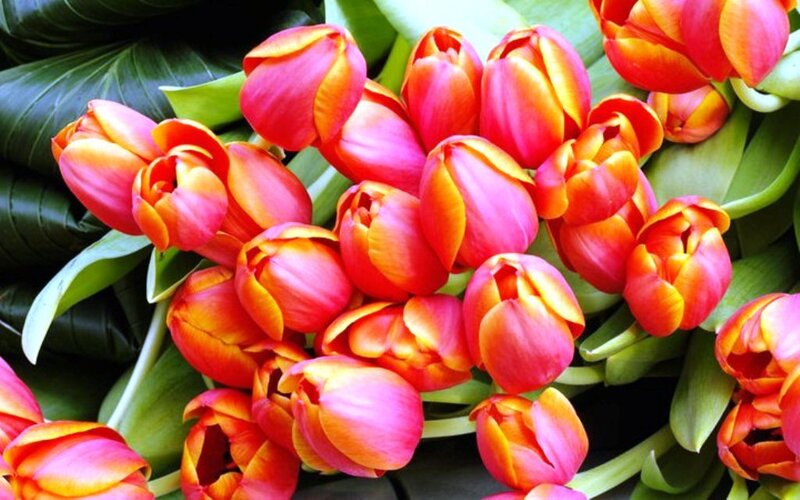 Bunch of Tulips