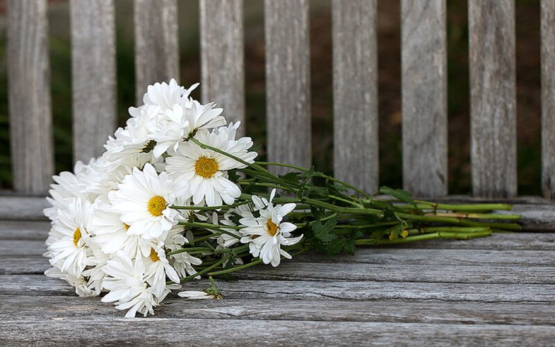 Bunch of White Daisies