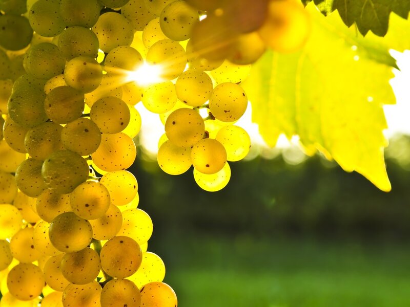 Bunch of White Grapes