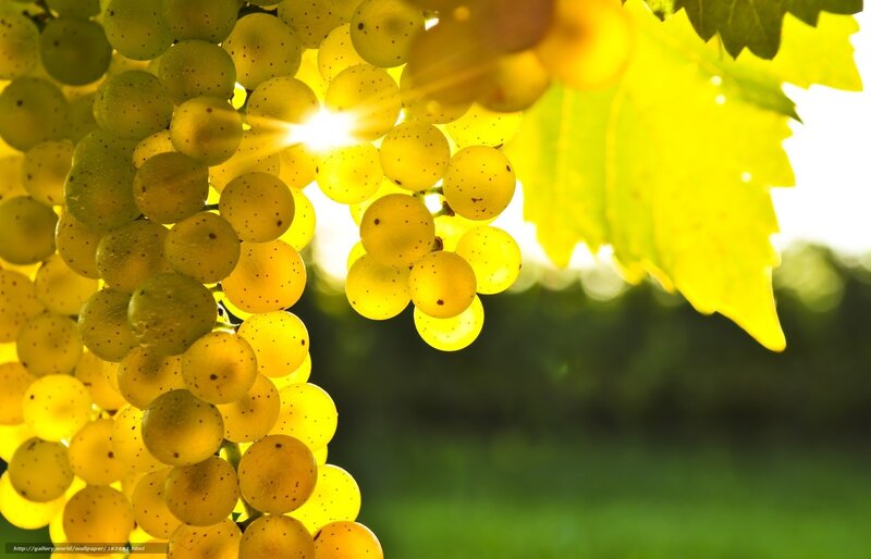 Bunch of White Grapes — Yellow