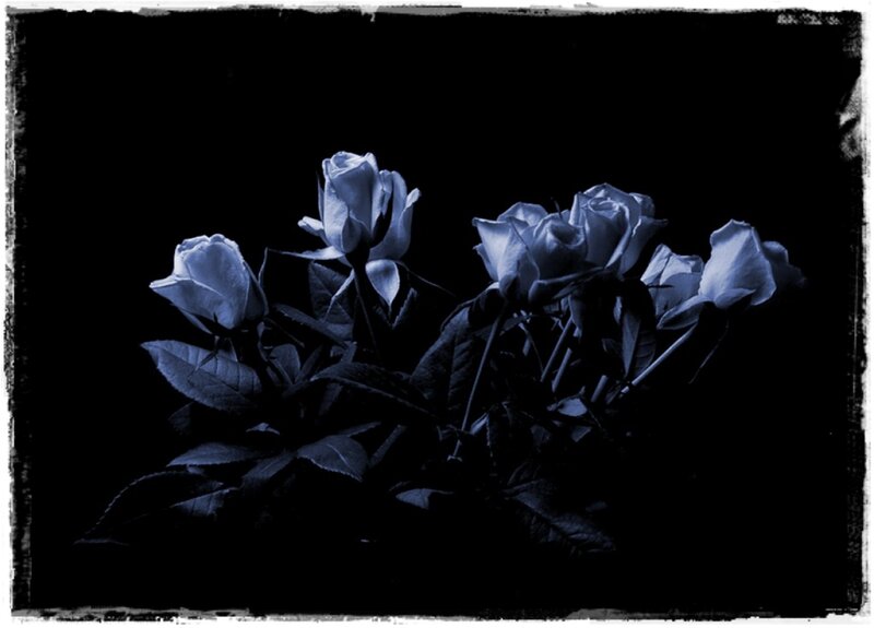 Bunch of White Roses — Blue