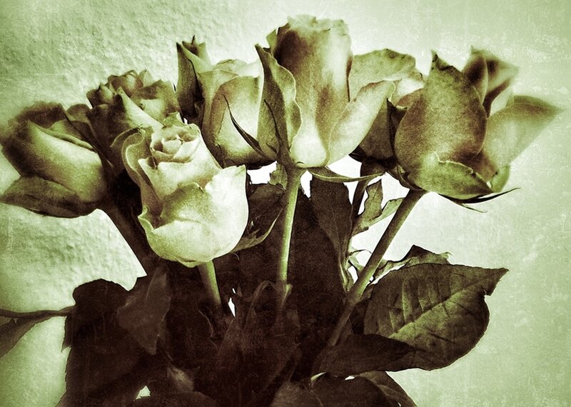 Bunch of White Roses — Green