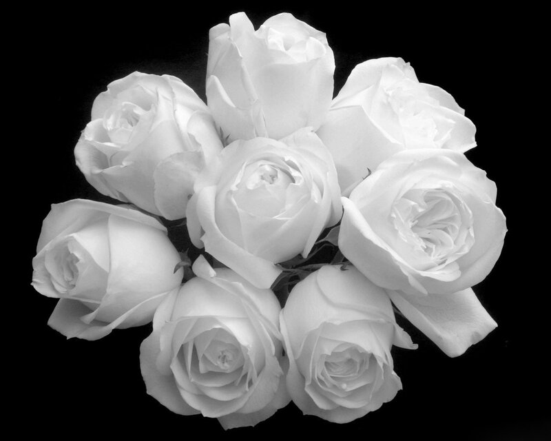 Bunch of White Roses — Serene