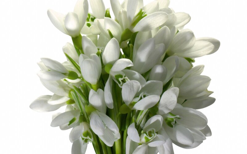 bunch of white snowdrops