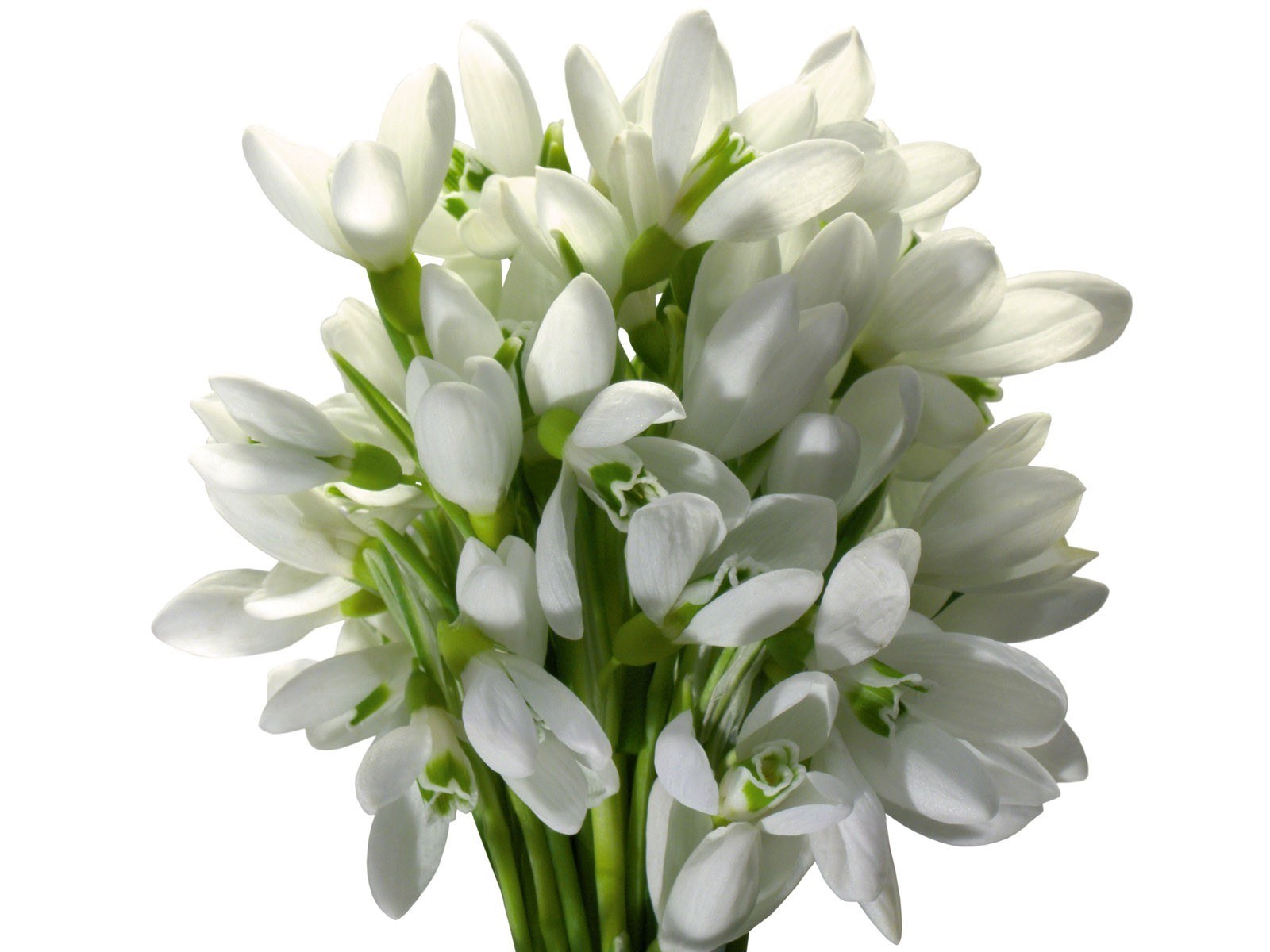 bunch of white snowdrops