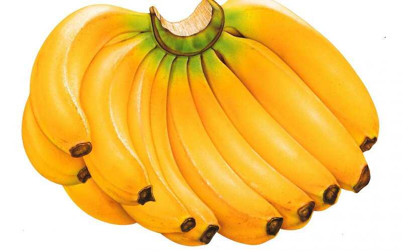 Bunch of Yellow Bananas — Neutral, Illustration
