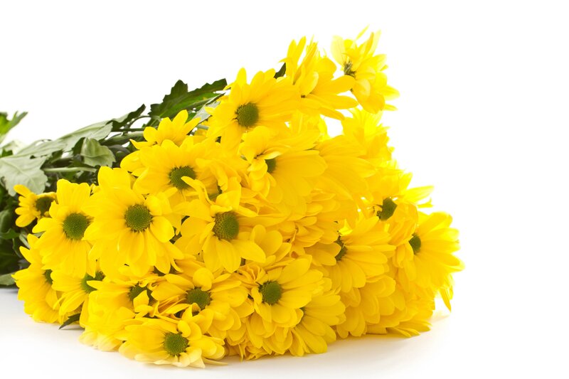 Bunch of Yellow Chrysanthemums
