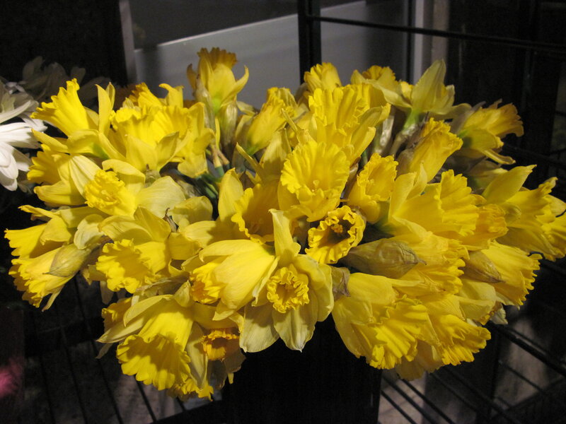 Bunch of Yellow Daffodils