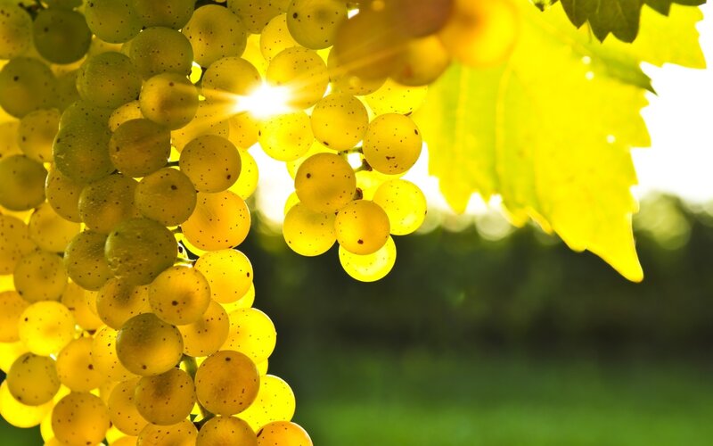 Bunch of Yellow Grapes — Bright, Afternoon